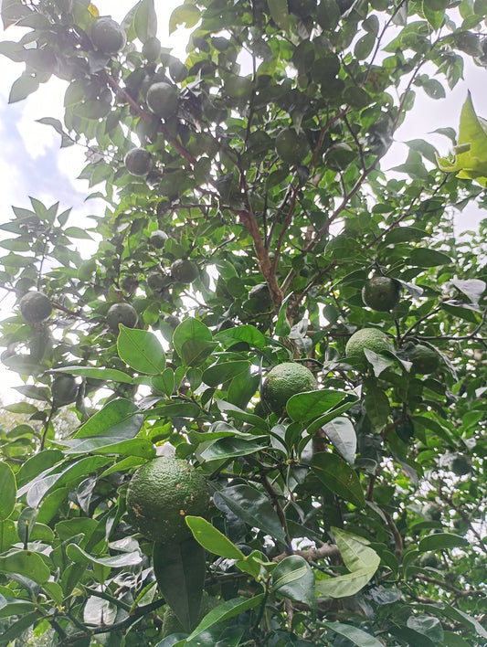 オンラインストア一時販売休止のお知らせ。