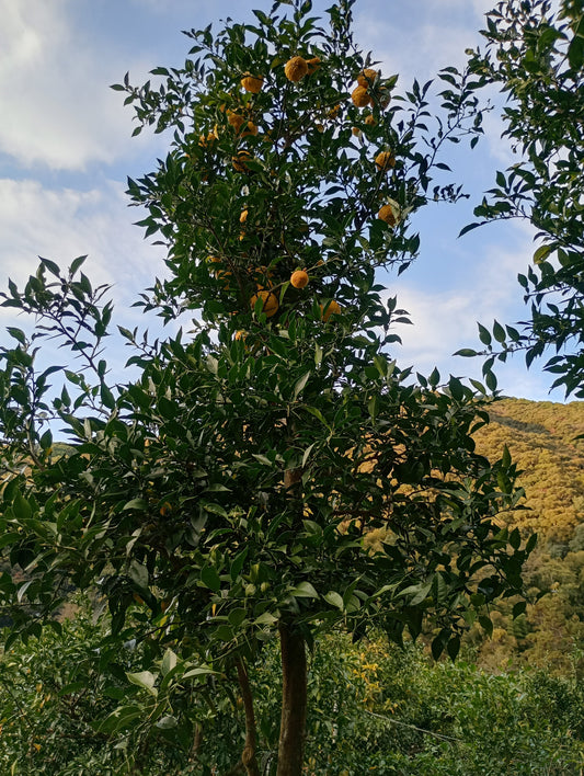 オンラインストア販売再開と価格改定のお知らせ。